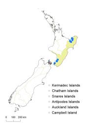 Veronica angustissima distribution map based on databased records at AK, CHR & WELT.
 Image: K.Boardman © Landcare Research 2022 CC-BY 4.0